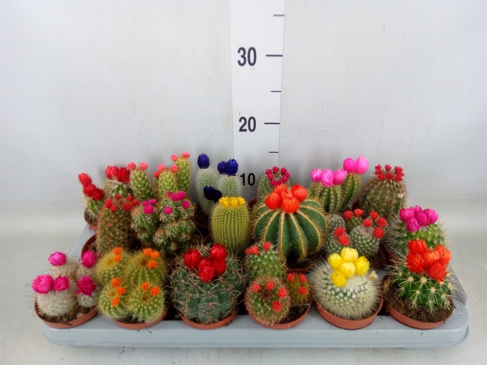 <h4>Cactus   ...decorated</h4>