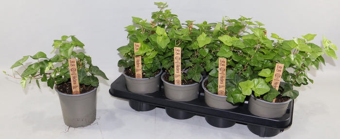 <h4>HED HELIX OV</h4>