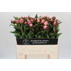 Paeonia Sarah Bernhardt