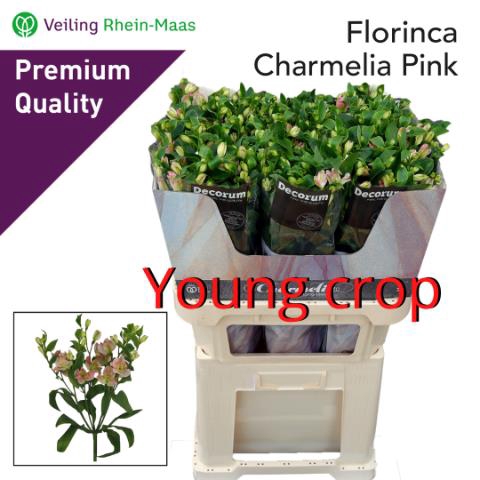 <h4>ALSTR FL CHARMELIA</h4>