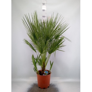 Chamaerops humilis