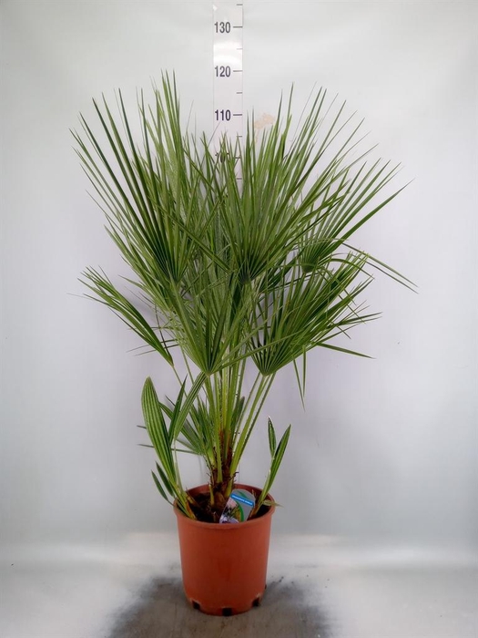 <h4>Chamaerops humilis</h4>