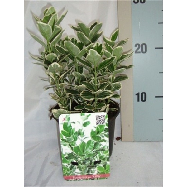 <h4>Euonymus japonicus 'Kathy'</h4>