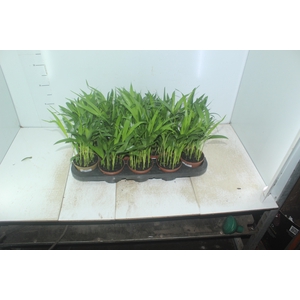 ARECA BAMBU P11