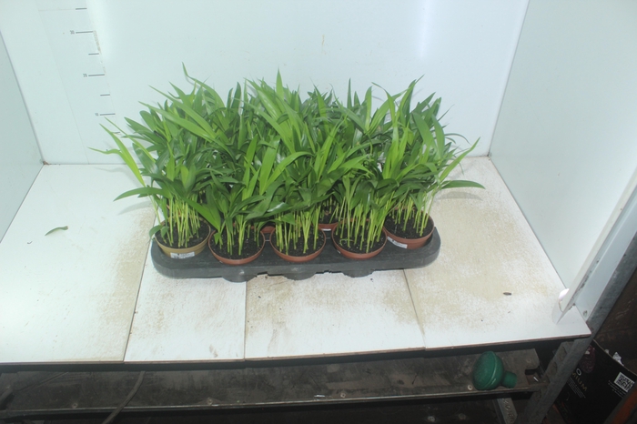 <h4>ARECA BAMBU P11</h4>