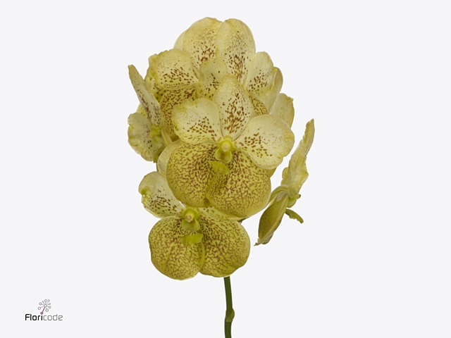 Vanda Citronella
