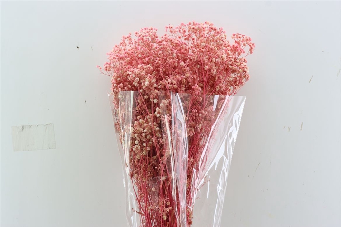 Pres Gyps Bq Light Pink Slv 240gr