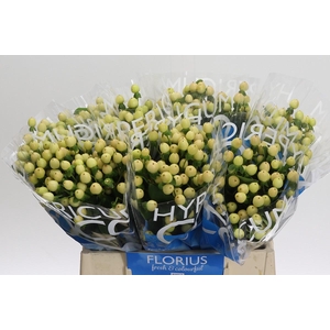 Hypericum Coco Gelato