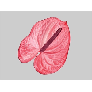 ANT CANDY 13/15 045 CM DIAM MIN 13 CM ROSA