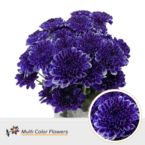 Chr T Altaj Purple Delight