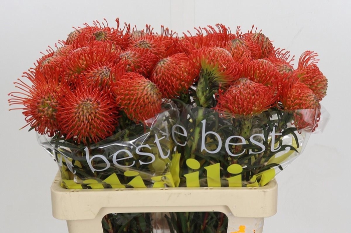 <h4>LEUCO CO SUCCESSION</h4>