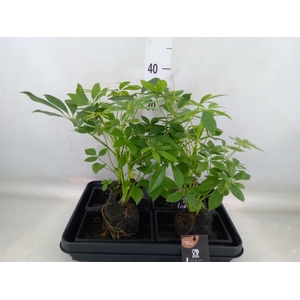 Arr.   Kamerplant Groen H%