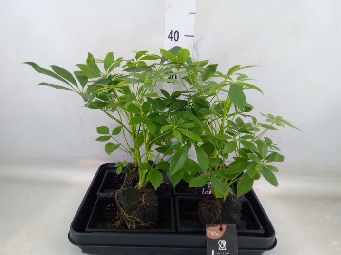 <h4>Arr.   Kamerplant Groen H%</h4>