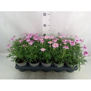 Argyranthemum  'La Rita Pink Dbl'