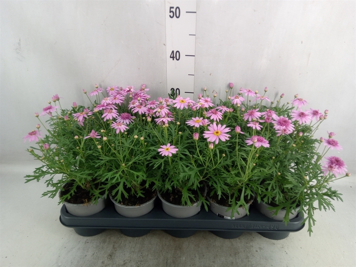 Argyranthemum  'La Rita Pink Dbl'