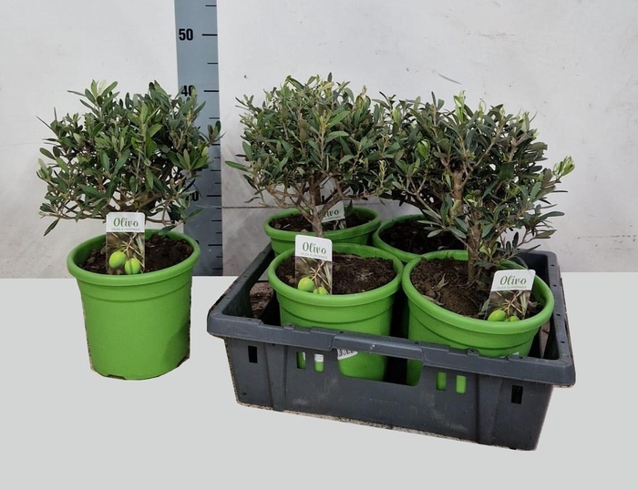 <h4>OLEA EUROPAEA</h4>