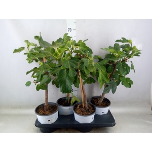 Ficus carica