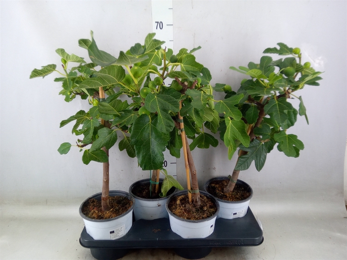 <h4>Ficus carica</h4>