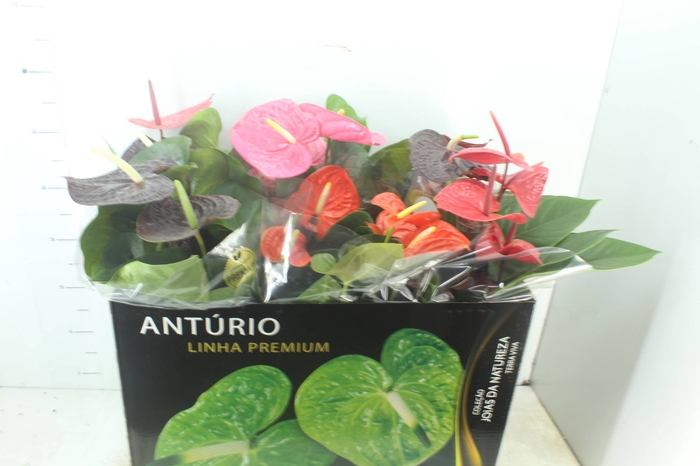 <h4>ANTHURIUM VARIADO P17 PREMIUM</h4>