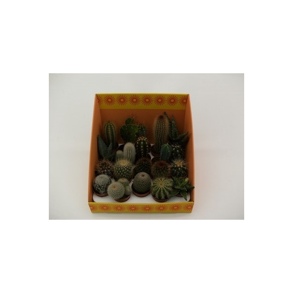 <h4>3.1 cactus mix 18soorten</h4>