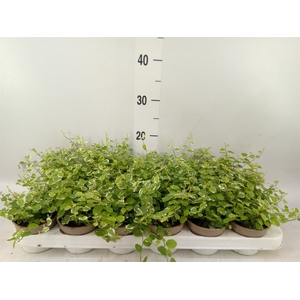 Ficus pumila 'White Sunny'