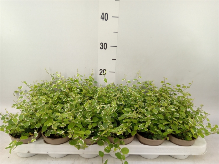 <h4>Ficus pumila 'White Sunny'</h4>