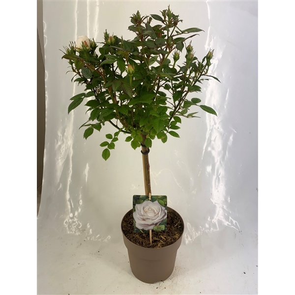 <h4>Stamroos P19 Wit</h4>