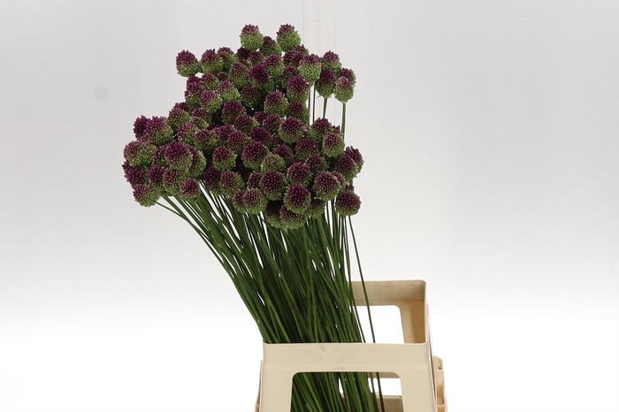 <h4>Allium Sphaerocephal 70</h4>