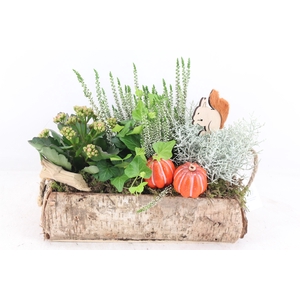 arr4 Outdoor VL - Schors recht. touw oor