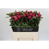 Paeonia Red Sarah Bernhardt