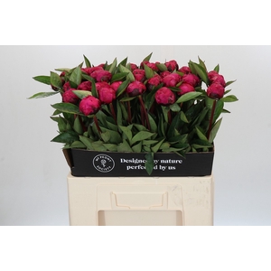 Paeonia Red Sarah Bernhardt