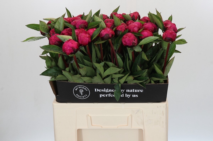Paeonia Red Sarah Bernhardt