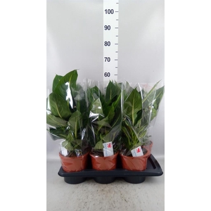 Dieffenbachia  'Green Magic'