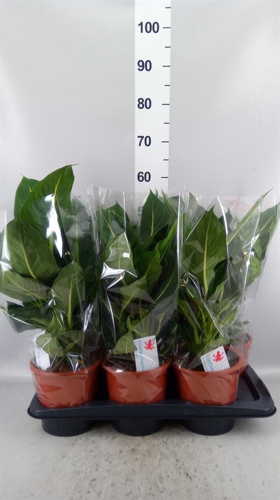 <h4>Dieffenbachia  'Green Magic'</h4>