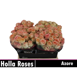 ROSA TR 'AZORE'