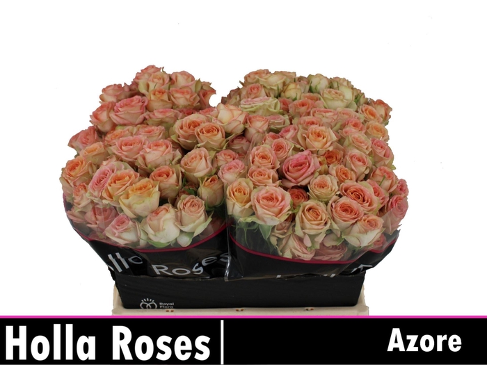 <h4>ROSA TR 'AZORE'</h4>
