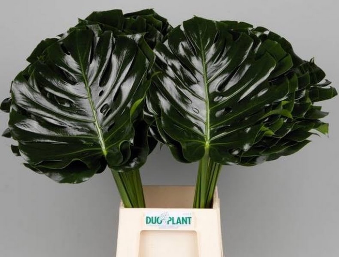 <h4>Monstera Leaf 75 cm Duoplant</h4>