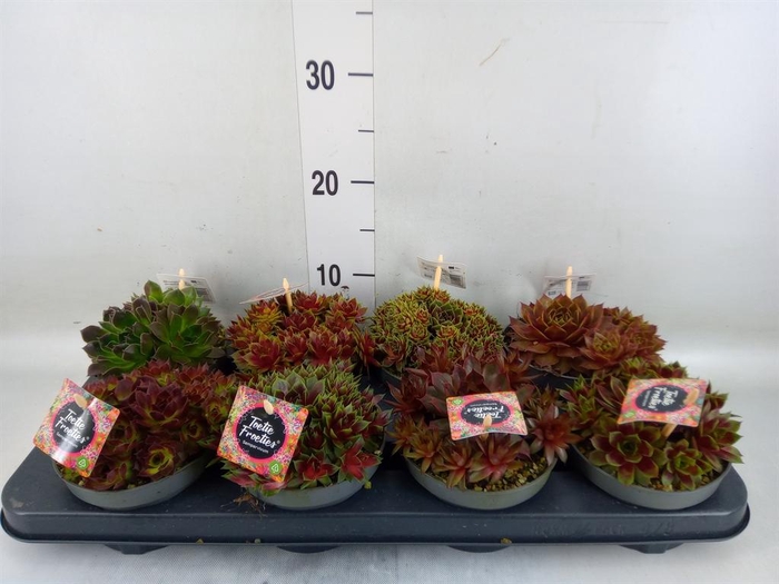 <h4>Sempervivum ...</h4>