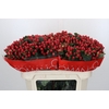 Hypericum True Romance