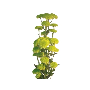 SANTINI YOKO ONO 080 CM