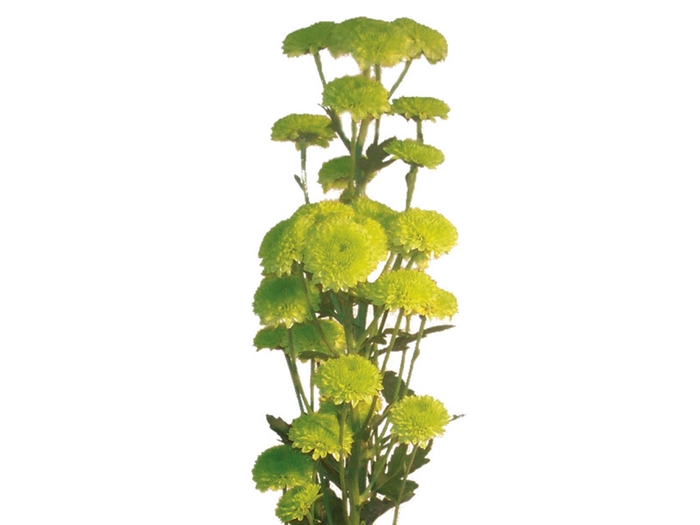 <h4>SANTINI YOKO ONO 080 CM</h4>