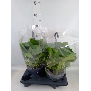 Pilea peperomoides