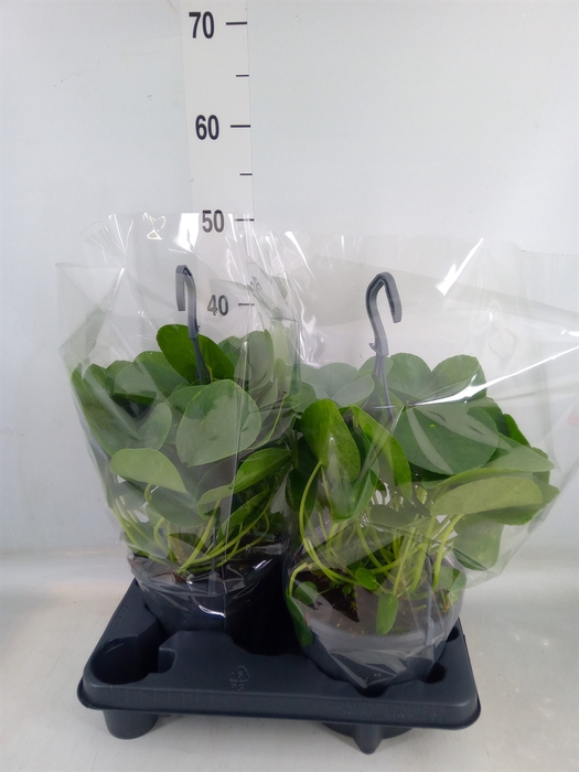 <h4>Pilea peperomoides</h4>