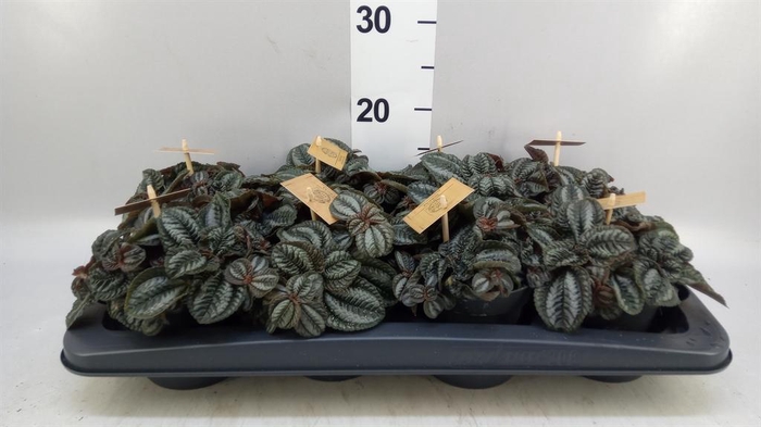 <h4>Pilea  'Norfolk'</h4>