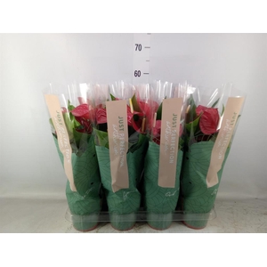 Anthurium andr. 'Minnesota'