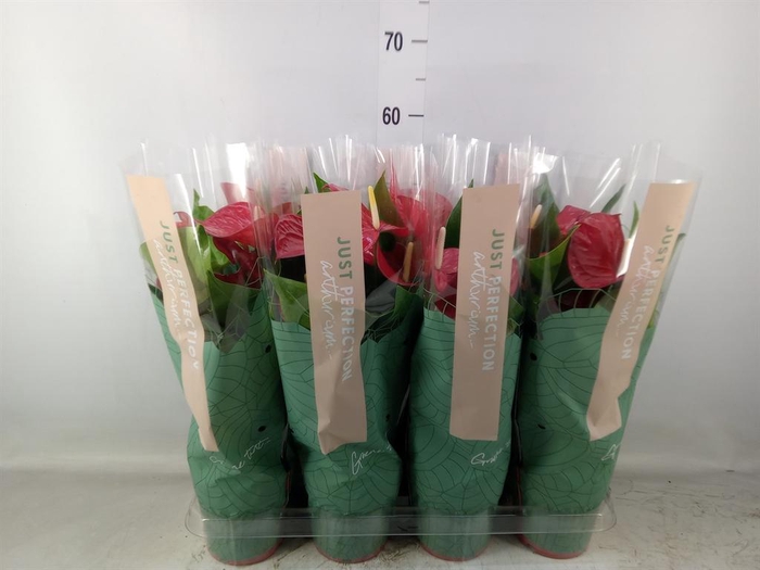 <h4>Anthurium andr. 'Minnesota'</h4>