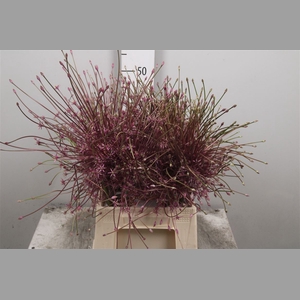 Allium Schubertii