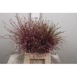 Allium Schubertii