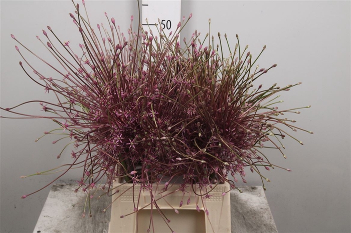 <h4>Allium Schubertii</h4>