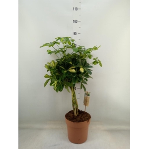 Schefflera arbor. 'Gold Capella'